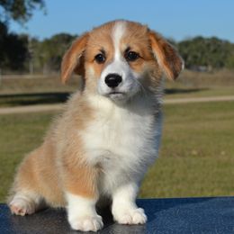 Nala - Red female Pembroke Welsh Corgi puppy in Edna, Texas from MG Corgis