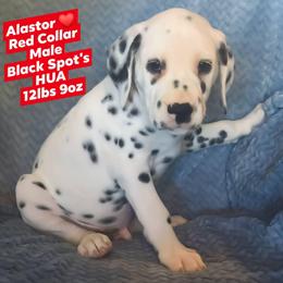 Alastor (Red Collar Male) HUA - White and black male Dalmatian puppy in Raymondville, Missouri from Wagner's Dalmatian's