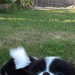 Japanese Chin Puppies from Carousel Chin