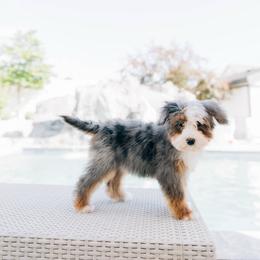 Juliet - Merle female Bernedoodle puppy in Murray, Utah from Sun Valley Doodles
