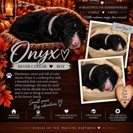 Onyx - Black and white male Aussiedoodle puppy in Taylor, Missouri from Pawsitively Doodles