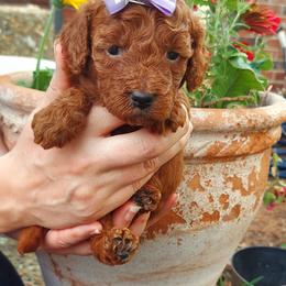 Purple - Red  female Goldendoodle puppy in Little Rock, Arkansas from Adorable Mini Doodles LLC