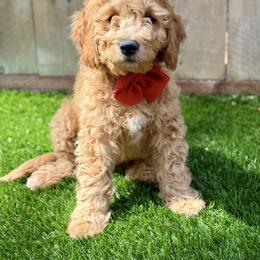Boy 3 - Red  male Goldendoodle puppy in Carlsbad, California from Seaside Doodle Co.