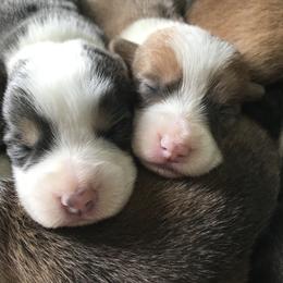 American Corgi and Pembroke Welsh Corgi Puppies from High Hopes Farm