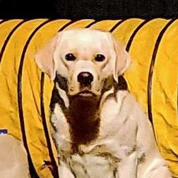 Maizee - Labrador Retriever