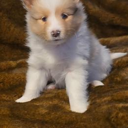 Kanoa - Sable merle and white male Shetland Sheepdog puppy in Marshall, North Carolina from Small World Shelties
