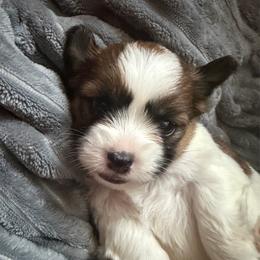 Purple collar - Liver and white female Shorkie puppy in Staten Island, New York from Sensational Shorkies