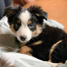 Toy Australian Shepherd Puppies from Kickapoo Creek Aussies