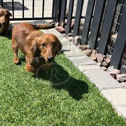 Dachshund All Grown Up from Good Neighbor Ranch Dachshunds