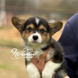 1000 standard RHT - Black and tan male Pembroke Welsh Corgi puppy in Nashville, Arkansas from Whisenhunt Farms