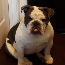 English Bulldog and French Bulldog All Grown Up from Superb Bulldogs
