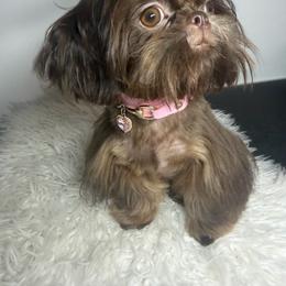 Lady Godiva - Chocolate female Shih Tzu puppy in Coolidge, Arizona from Shih Tzu’s  ‘N’ Love