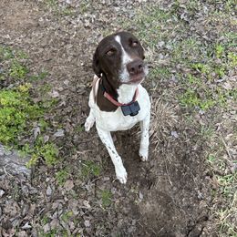 Kiwi - White and liver female German Shorthaired Pointer puppy in Jacksonville, Florida from Good-Times K9