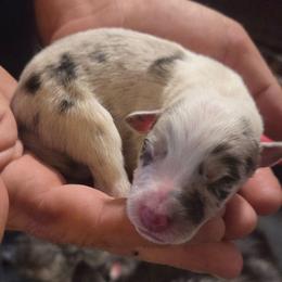Red or Slate merle - White and blue merle male Border Collie puppy in Bradley, South Carolina from DiCola Farm