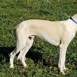 Whippets from Honey Bear Farm