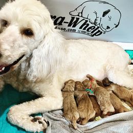Goldendoodle puppies from Prime Doodles
