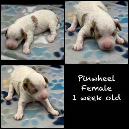 Pinwheel - Parti female Poodle puppy in Grass Valley, California from Sapphire Ridge Poodles