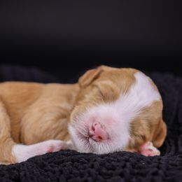 Gibbs - Red male Bernedoodle puppy in Lehi, Utah from Heart J Bernedoodles