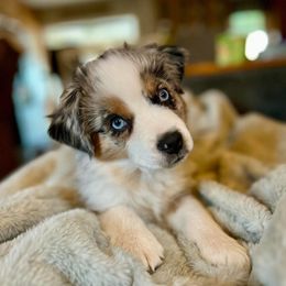 Albie - Blue merle male Miniature Australian Shepherd puppy in The Mid West, Illinois from Water's Edge Aussies