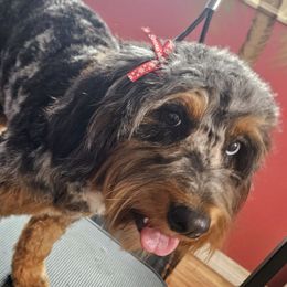 Bernedoodles and Dachshunds from Gee Dogs- Dachshunds and Bernedoodles