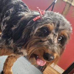 Bernedoodles and Dachshunds from Gee Dogs- Dachshunds and Bernedoodles