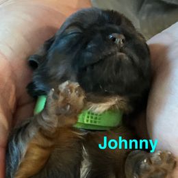 Johnny Walker - Red and tan male Shih Tzu puppy in Bloomfield, Indiana from Meihem Pups