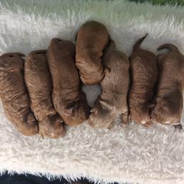 Cavapoo puppies from Velvet Paws Cavapoos