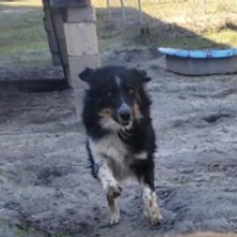 Australian Shepherds from M & D Aussies