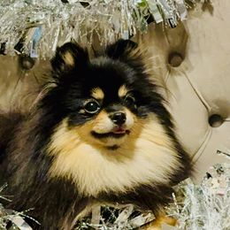 Pomeranians from Happy Poms