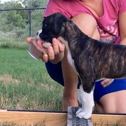 Boxer Puppies from Quinney’s Boxers