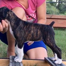 Boxer Puppies from Quinney’s Boxers