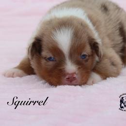 Squirrel - Red merle female Miniature Australian Shepherd puppy in Weeki Wachee, Florida from Arlington's Mini Aussies