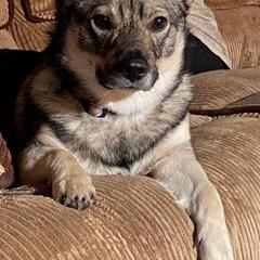 Swedish Vallhund Puppies from Skyfyre Swedish Vallhunds