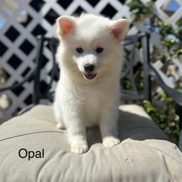Opal - White male American Eskimo Dog puppy in Hesperia, California from Bella's American Eskimos