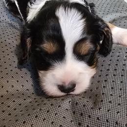 Bingo - Black - Tri-color male Bernedoodle puppy in Carlisle, Iowa from Farnsworth Bernedoodles
