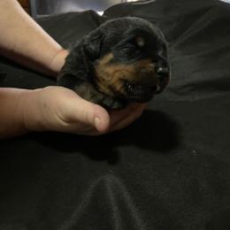 Girl 2 - Black and mahogany female Rottweiler puppy in Grand Rapids, Michigan from Rott-Squad Kennels