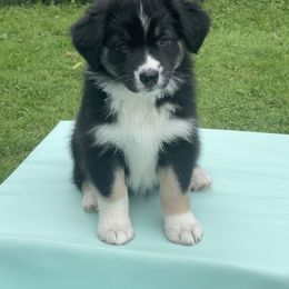 Australian Shepherd Puppies from Bedtime Story Australian Shepherds