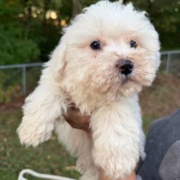 Winter - White female Bichon Frise puppy in Chattanooga, Tennessee from Joyfull Pals