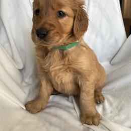 Golden Retriever Puppies from Thoroughmark Retrievers
