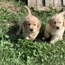 Golden Retriever Puppies from Kaczara Farm Goldens