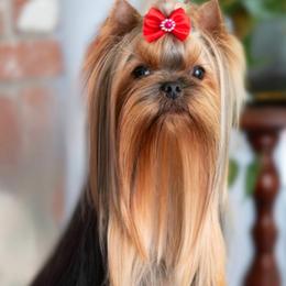 Yorkshire Terrier All Grown Up from Montbleau Yorkies
