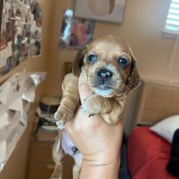 Oakley - Red male Dachshund puppy in Yuba City, California from The Navarro Furbabies