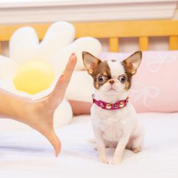Teeny tiny Baby Pixie 2.1 lb - 13,000 - Chocolate and white female Chihuahua puppy in Jacksonville, Florida from Petits Chihuahuas