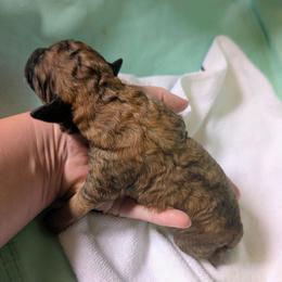 Boy 3 - Sable male Cavapoo puppy in Sparta, Missouri from Sis' Doodles & Poodles