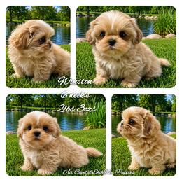 Winston - Cream and white male Shih Tzu puppy in Maize, Kansas from Air Capital Shih Tzu Puppies