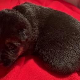 SADE - Black and red female German Shepherd puppy in Yorkville, Illinois from Vom Archbold Haus World Class German Shepherds