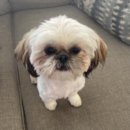 Shih Tzu All Grown Up from Lil’ Luvs Shih Tzu