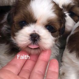 Faith - Red and white Shih Tzu puppy in Conway, Missouri from Stevens’ Hidden Acres