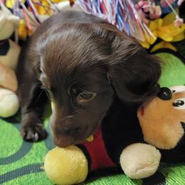 Jasmine - Dachshund