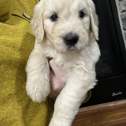 Goldendoodle Puppies from Lakes Golden Doodles